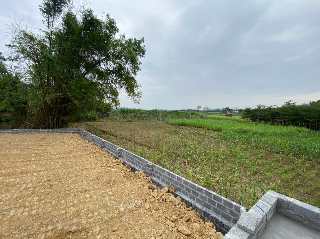 lô đất 533m2 bám cánh đồng đường bê tông to giá 2,5 tỷ