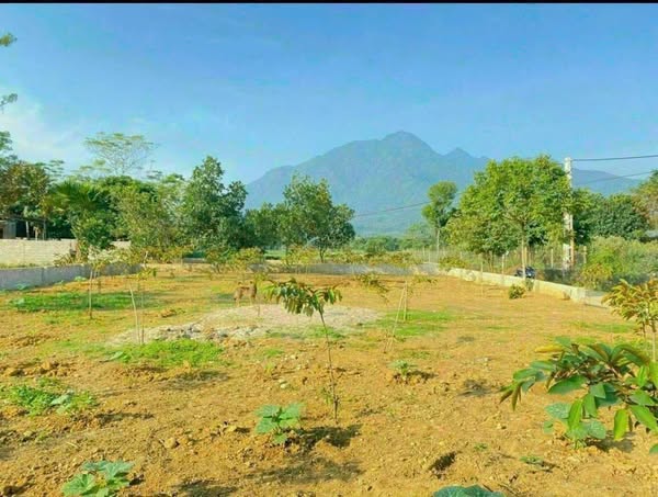 bán lô 481m2 view cánh đồng