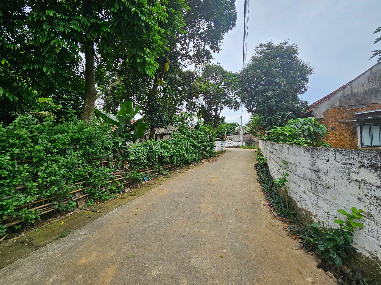 560M2 đất cây lâu năm, 3 mặt tiền, gần DT87 giá 5 tỷ